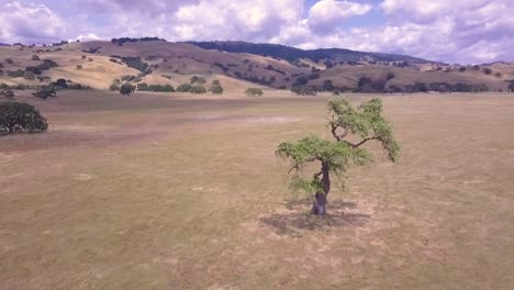 Aerial-drone-shot-of-lone-tree-in-a-large-plain,-in-golden-California,-early-morning-cloudy-day,-with-lone-tree-as-drone-flies-closer-to-and-around-it-looks-like-Africa