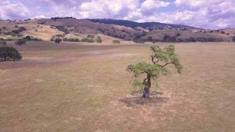 toma aérea de un árbol solitario en una gran llanura, en california dorada, día nublado temprano en la mañana, con un árbol solitario mientras el dron vuela más cerca y alrededor de él, parece áfrica