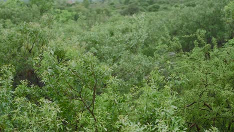 Gentle-rain-falling-on-the-trees-of-a-forest