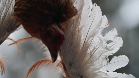 real chicken head part of decoration in bulgarian kuker mask