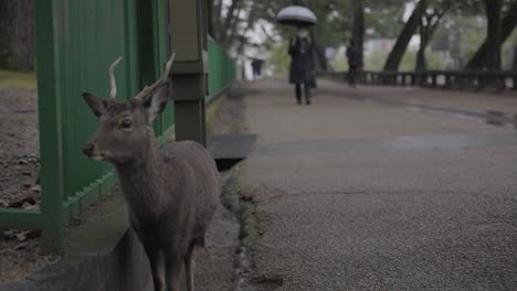 Ciervo-En-La-Ciudad-De-Nara-En-Un-Día-Lluvioso