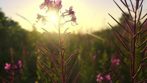 sunlit behind blooming sally flowers. close up shot at sunset, golden hour purple flower