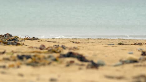 focus on seaweed and pebbles on the beach