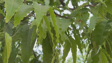 closeup of leaves of ashoka tree swaying with the wind
