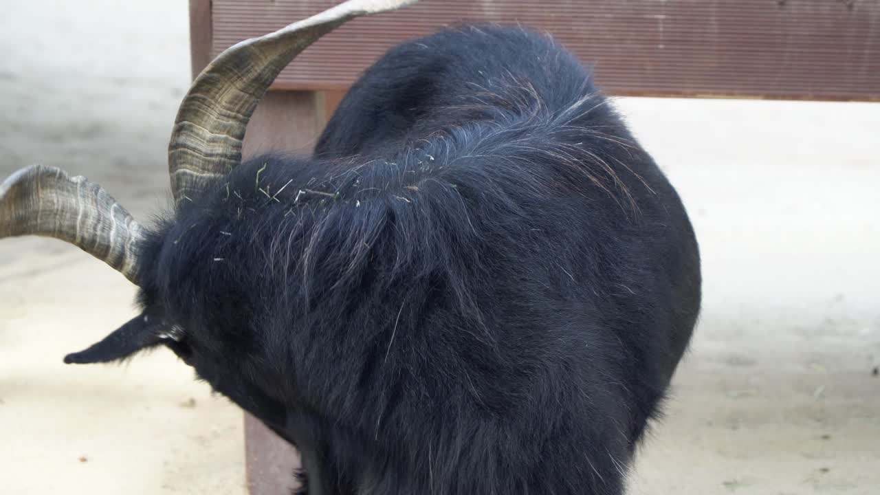 cabra negra doméstica masticando comida en el zoológico en el gran parque de seúl, ciudad de gwacheon, corea del sur - cerrar