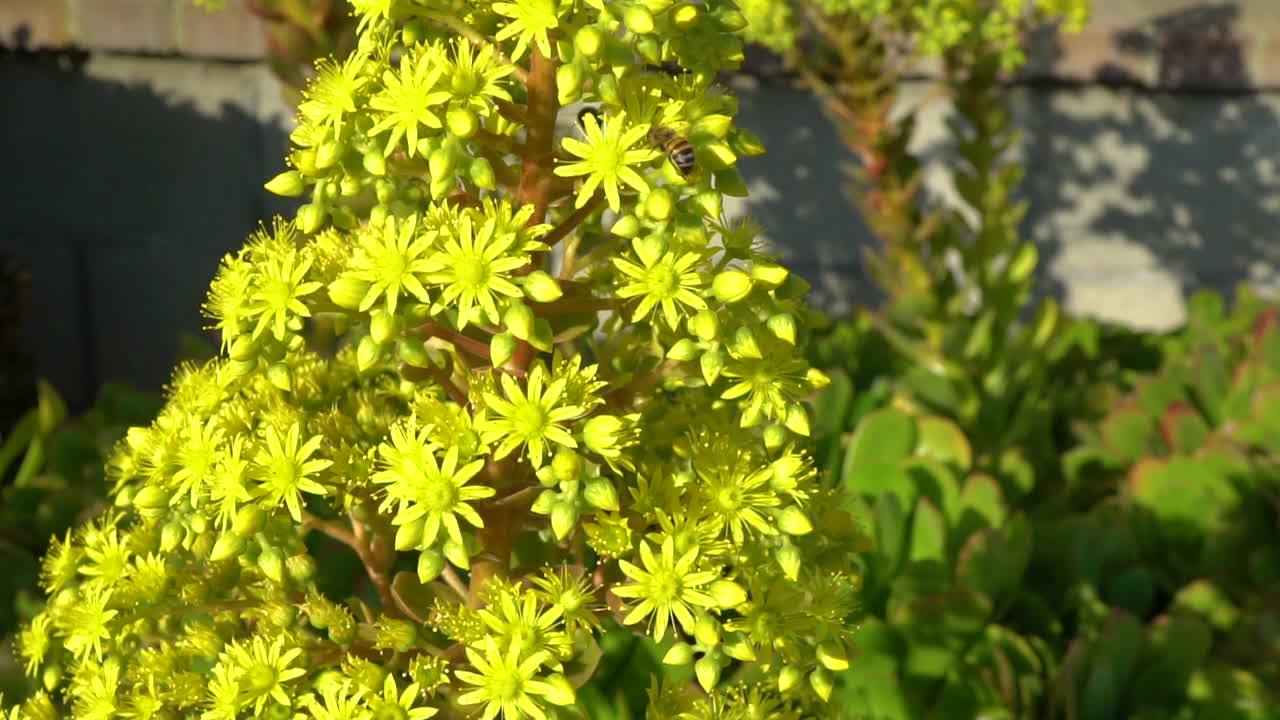 bess buscando néctar en flores amarillas brillantes de aeonium arboreum - cámara lenta
