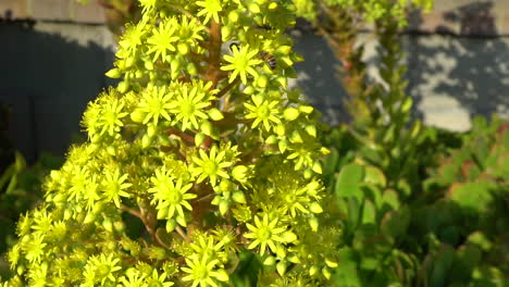 bess hunting for nectar on bright yellow aeonium arboreum flowers - slowmo