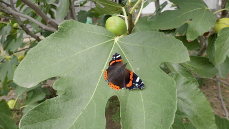 Close-up-of-a-butterfly-on-a-fig-tree