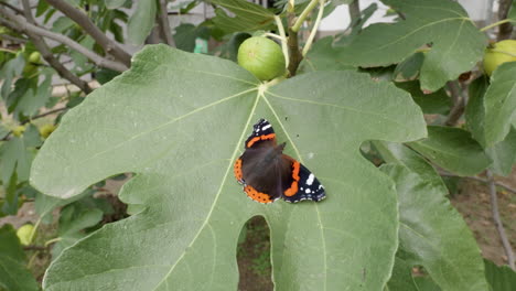 primer plano de una mariposa en una higuera