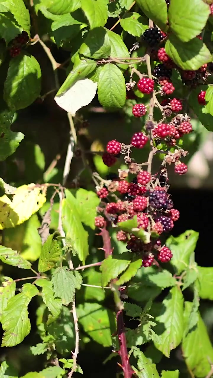Uno scatto verticale che mostra grappoli di more in diverse fasi di maturazione su tralci verdi.