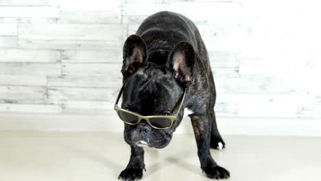 french bulldog with glasses standing licking