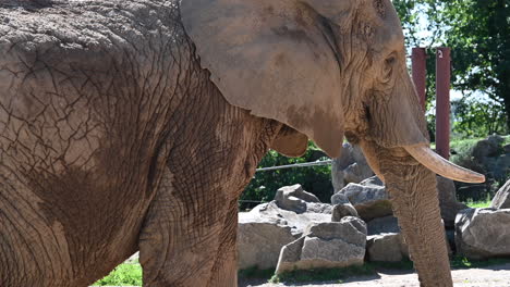 zoological-park-in-France:-tight-view-of-an-old-elephant-in-a-zoo-with-his-horns