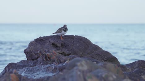 sandpiper standing at a rock near the sea