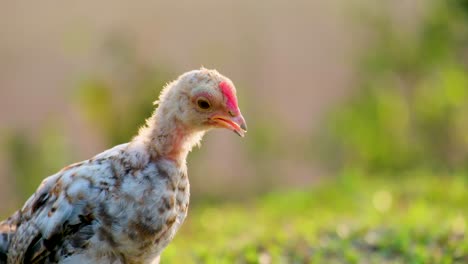 a young baby chicken chick in the countryside at dawn illuminated by the majestic sunrise