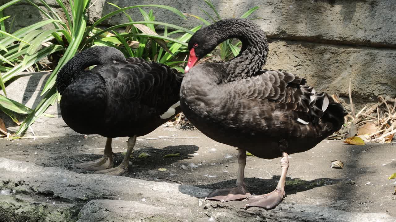 Black Swan Preening by the Pond in Lush Natural Habitat