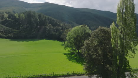 drone shot of green pastured fields with sheep grazing in motueka valley, new zealand