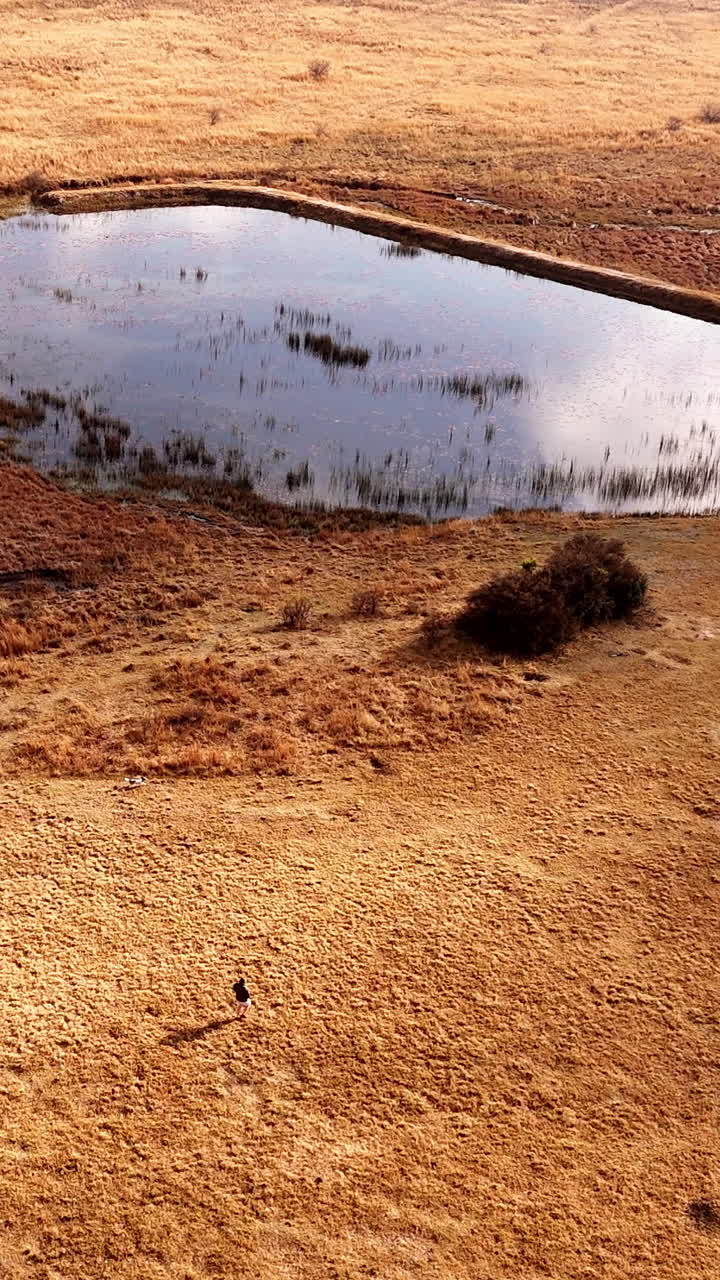Aerial view of a man walking with his dog near an isolated lake on farmland