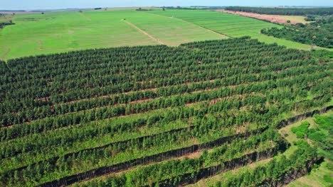 orchard trees in a row at countryside farm in brazil - aerial pullback reveal