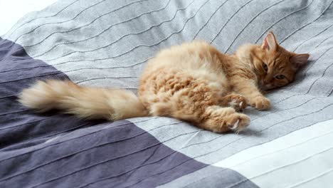 cute ginger cat lying in bed on grey blanket, fluffy pet is going to sleep. cozy home background