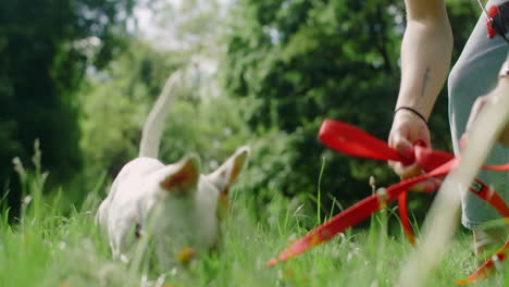 dog playing in the park with a red leash
