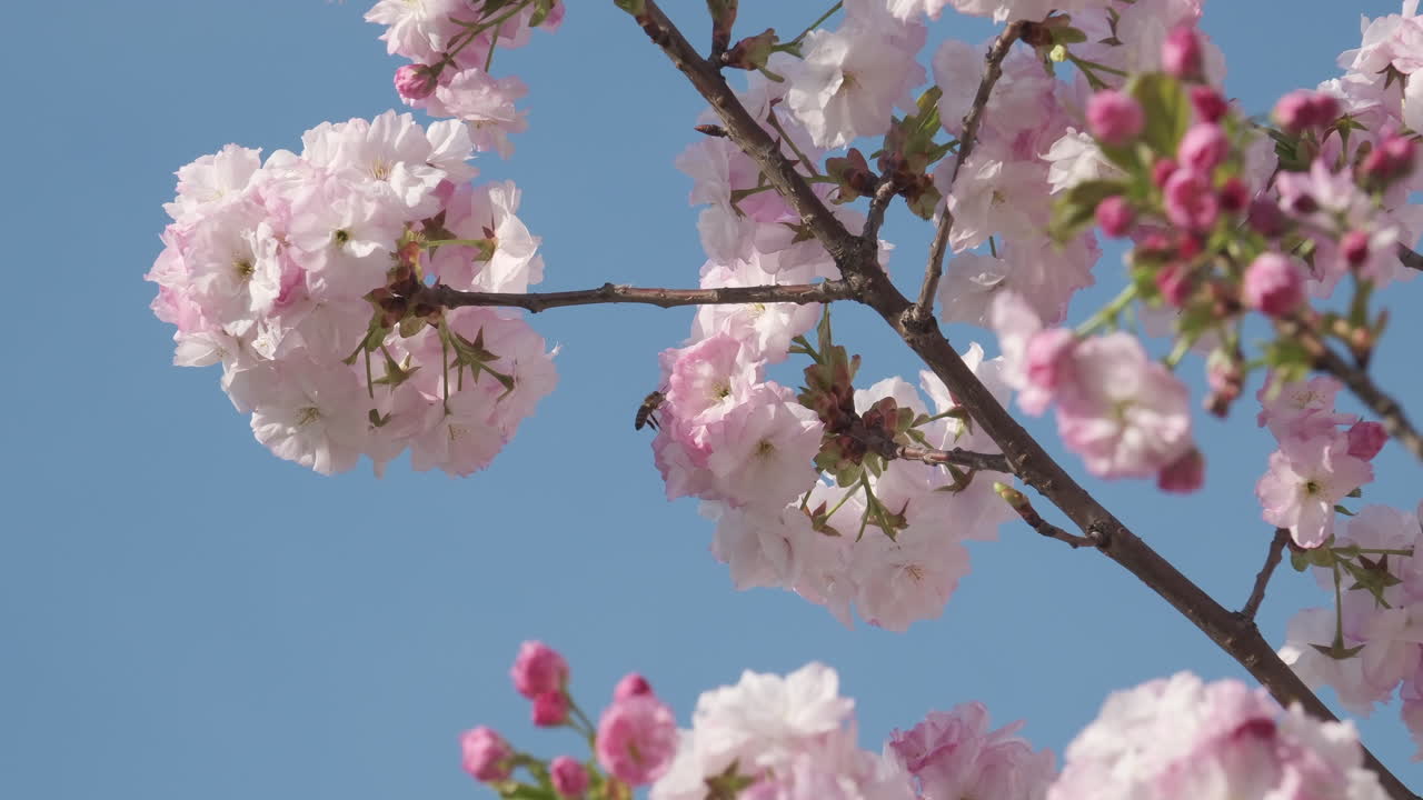 las delicadas flores de cerezo estallan en flor contra un cielo azul claro, anunciando la llegada de la primavera