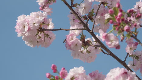 las delicadas flores de cerezo estallan en flor contra un cielo azul claro, anunciando la llegada de la primavera