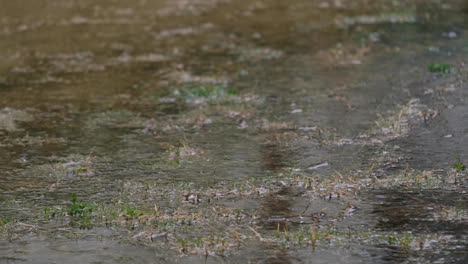 Rasen-Im-Hof-Oder-Park-Mit-Pfützen-Auf-Der-Grünen-Wiese