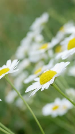 daisy flowers dancing in the wind