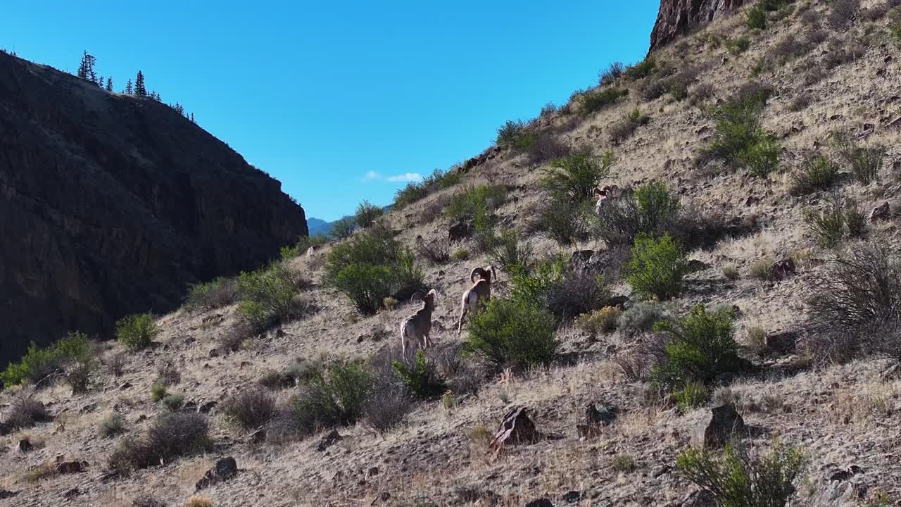A beautiful and cinematic 70mm aerial shot of a herd of bighorn sheep, including "Rams", running up the side of a steep incline in the Rock Mountains, near the infamous town of Creede, Colorado.