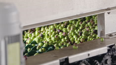 processing of olives in an oil mill