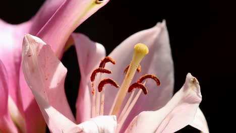 Nahaufnahme-Einer-Lilienblüte-Mit-Pollenproduzierenden-Staubgefäßen