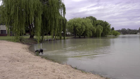 An-English-springer-spaniel-dog-swims-out-and-retrieves-a-stick-in-a-lake,-willow-trees-surround-the-lake