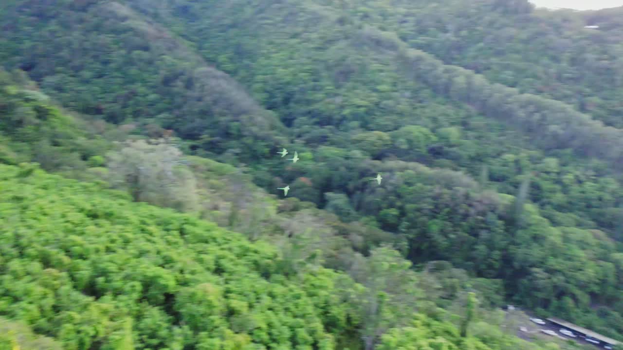 네 마리의 초록색 무새가 울창한 섬의 잎자루를 통해 오아후 섬의 하와이의 호놀루 시를 향해 날아가는 공중 영상