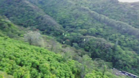 Imágenes-Aéreas-De-Cuatro-Loros-Verdes-Volando-A-Través-Del-Exuberante-Follaje-De-La-Isla-Hacia-La-Ciudad-De-Honolulu-Hawaii-En-La-Isla-De-Oahu