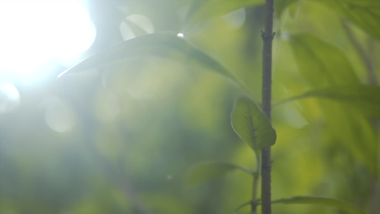 disparo de bokeh lento que revela árboles jóvenes verdes que crecen con la dura luz del sol