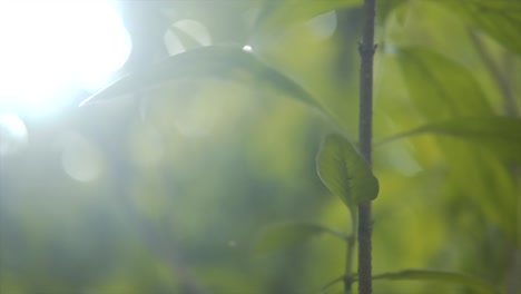 slow revealing bokeh shot of green young trees growing with harsh sunlight