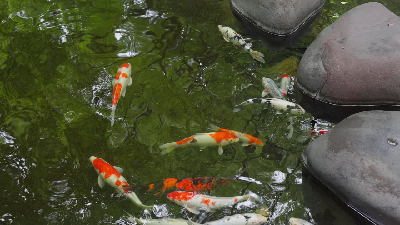 A peaceful view of a group of colorful Koi fish swimming gracefully in a serene, green pond among large stones