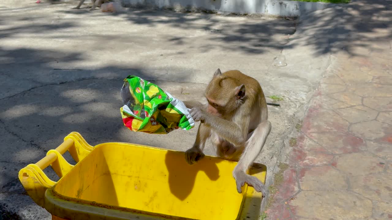 el mono investiga el contenedor de comida en el zoológico de chonburi.