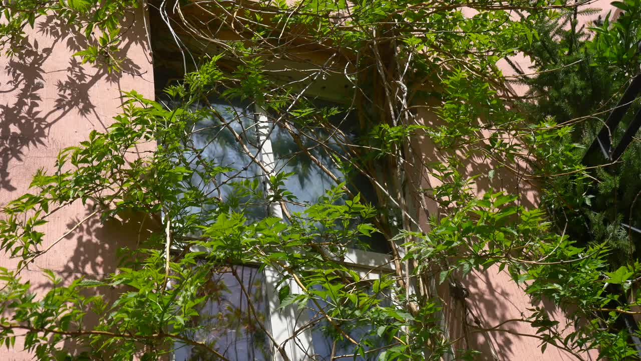 Window covered with vines