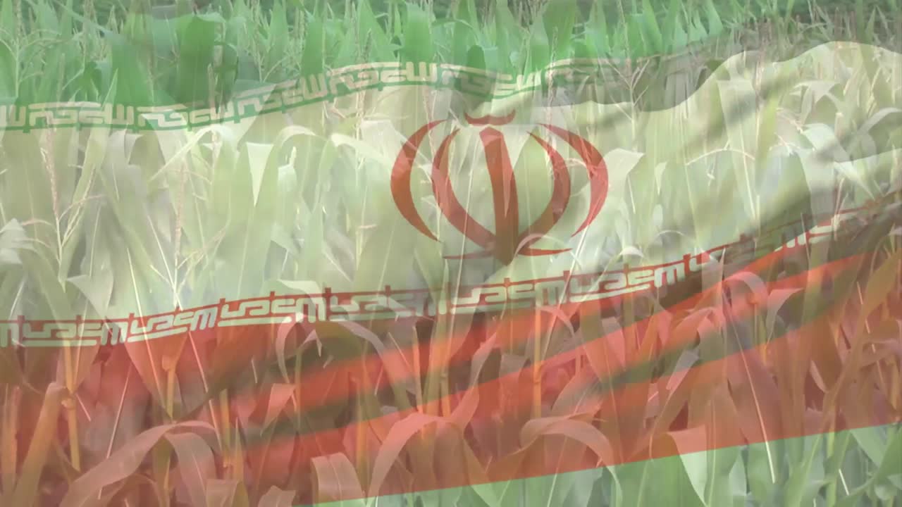 농장  ⁇ 에서 작물의 근접에 대해 이란  ⁇ 발을 흔드는 디지털 구성