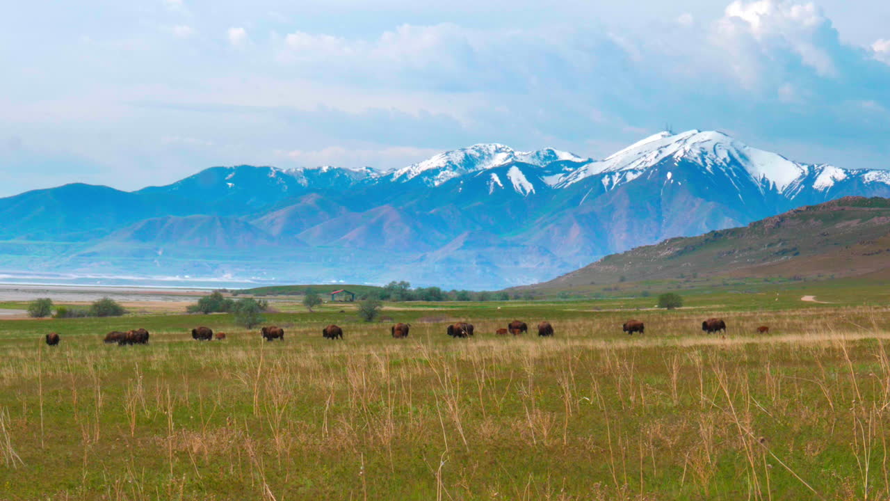 стадо буйволов или бизонов идет, пересекая кадр, по зеленому лугу со своими детьми в весеннюю пору