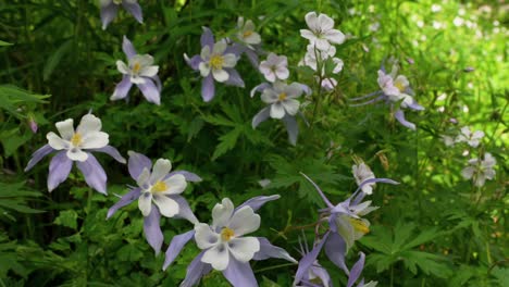 Colorado-Staat-Einheimische-Pflanzen-Wildblumen-Akelei-Natur-Indianer-Pinsel-Chicago-Becken-Nadel-Creek-Trail-Silverton-Colorado-Rocky-Mountains-Camping-Rucksackreisen-Wandern-Wiesen-Wälder-Wind-Slider-Sonne