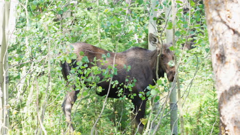 madre alce sin astas comiendo hojas de los árboles y parada en el bosque rodeado de bosque