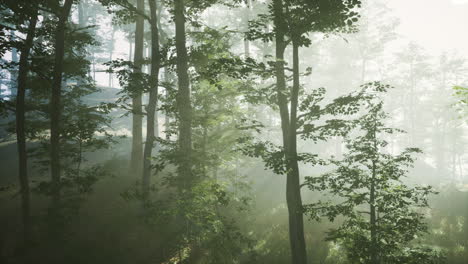 Vista-Panorámica-Del-Majestuoso-Bosque-En-Una-Niebla-Matutina