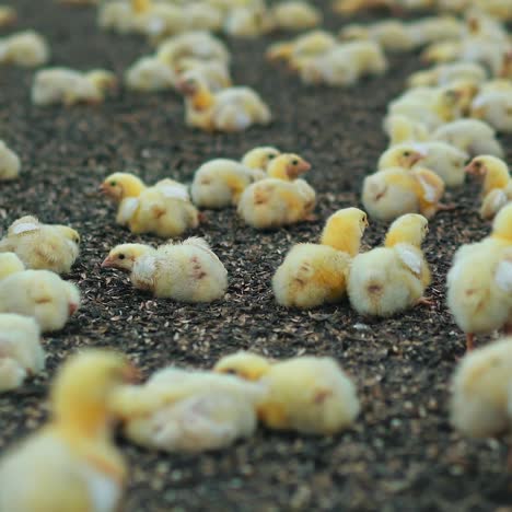 Cute chickens lying on sunflower seeds. Little broilers fattening on the poultry farm. Chicken agriculture barn for poultry production