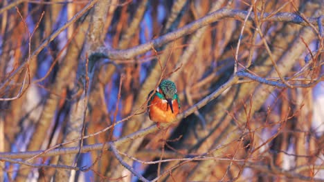 Bunter-Eisvogel,-Der-Auf-Ästen-Thront,-Während-Er-Unten-Nach-Beute-Ausschau-Hält