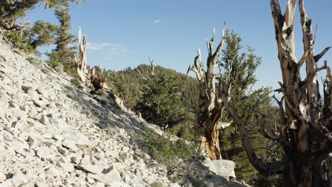 Antiguos-Pinos-Bristlecone-Con-Troncos-Retorcidos-Y-Follaje-Escaso,-Frente-A-Una-Ladera-Rocosa-En-El-Antiguo-Bosque-De-Pinos-Bristlecone