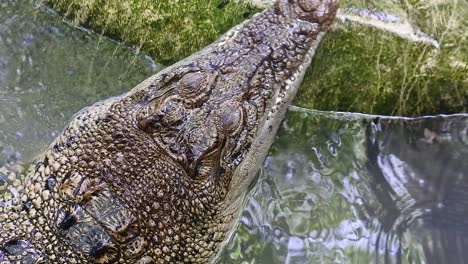 the crocodile raises its head with its mouth closed