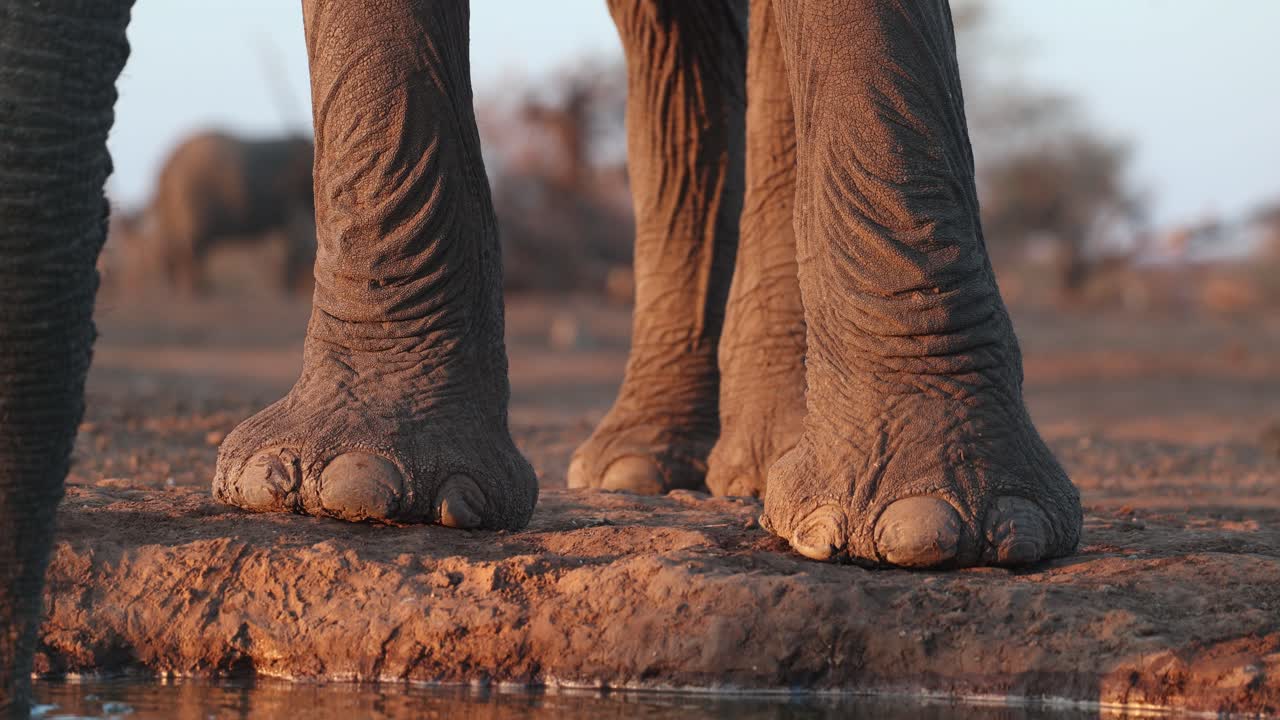 Closeup of African elephants' legs and trunk while drinking while more elephants feeding in the background, Mashatu Game Reserve