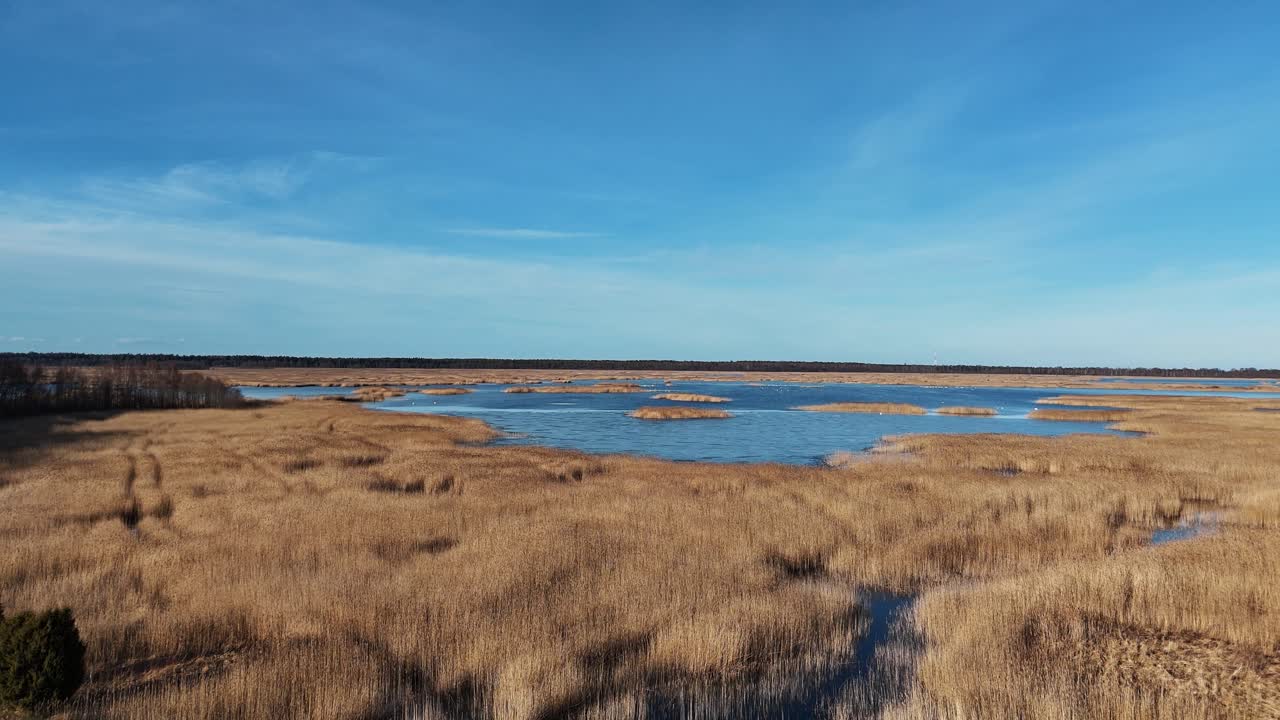 sendero de tablas de madera a través del lago kaniera cañas disparo aéreo de primavera lapmezciems, letonia